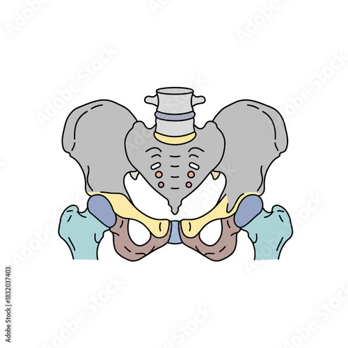 Illustrative Depiction of the Human Pelvic Structure for Educational Anatomical Study