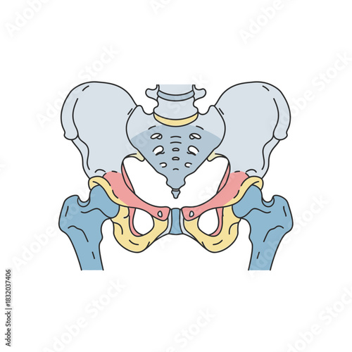 Anatomical pelvic structure showcasing skeletal system detailed illustration medical