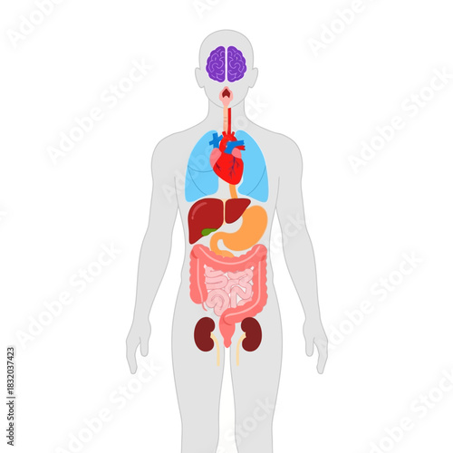 Anatomical illustration displaying human internal organs system for educational purposes and