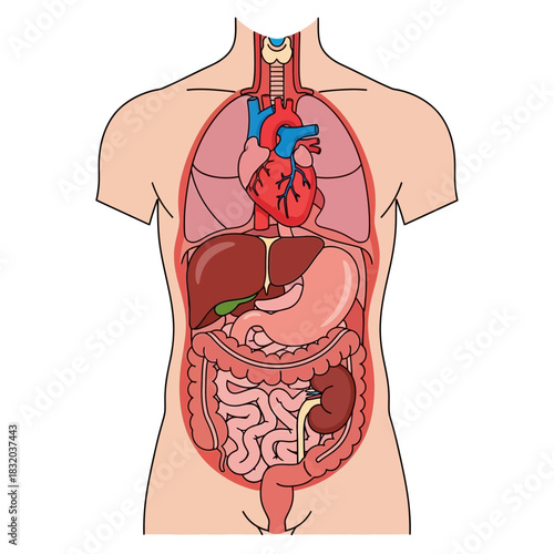 Anatomical Representation: Detailed Visual of Human Internal Organs and Their Placement in the Torso
