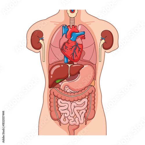 Human body anatomy illustration showcasing vital organs for educational purposes and medical