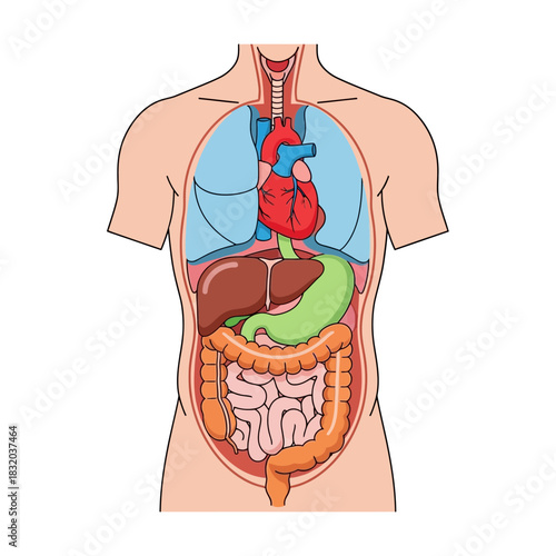 Anatomical illustration displaying human organs position in the torso for medical study or reference