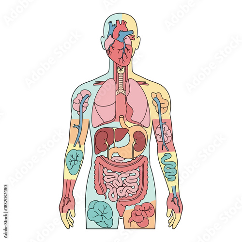 Human anatomy illustration displaying internal organs for medical educational purposes
