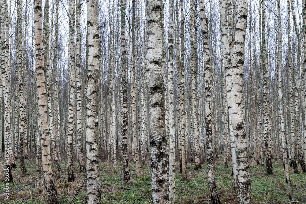Obraz premium Birch Tree Trunks in Dense Autumn Woodland with Natural Patterns and Soft Light