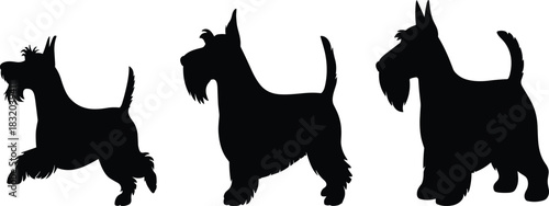 Scottish Terrier silhouette vector, black dog poses, pet breed icon, playful stance graphic, canine illustration, alert posture design