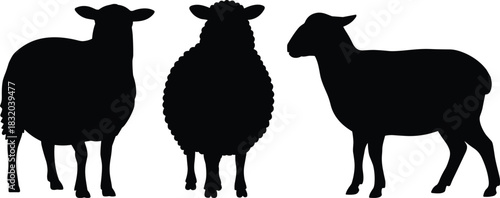 Sheep silhouette set, wool texture contrast, livestock icon, farm animal graphic, black vector, breed comparison, rural design, agriculture symbol