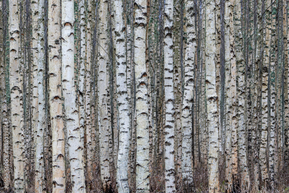 Fototapeta premium Dense Birch Tree Pattern in Calm Autumn Woodland