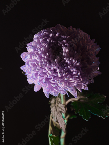 purple and white flower