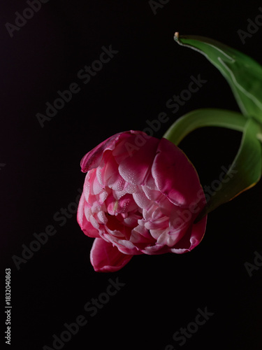 pink rose on black background