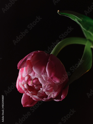 flower on the black background 