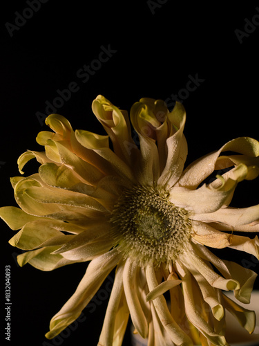 yellow dahlia flower