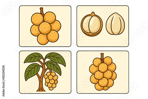 Visual representation of longan fruit showcasing its clusters, inner seeds, and tree in a simple, colorful design