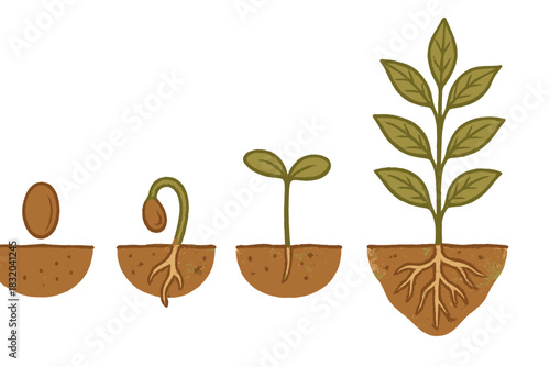 Progression of a seed into a plant showing stages of growth from seed to sprout