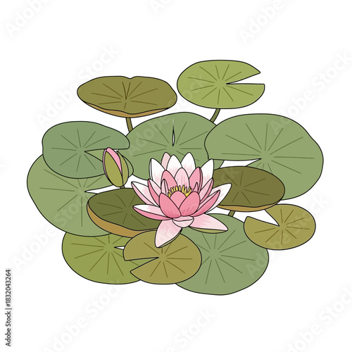 Delicate water lily blossom amidst lush green pads enhancing the pond's serene beauty
