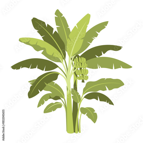 Banana tree illustration with vibrant foliage and growing fruit clusters isolated on white