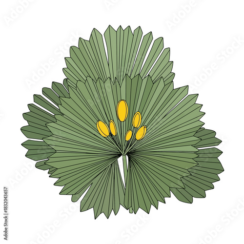 Stylized botanical illustration of a palmate leaf with ovate structures emanating outwards