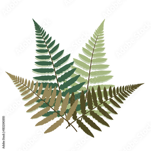 Stylized fern fronds arrangement in natural green and brown hues on white backdrop