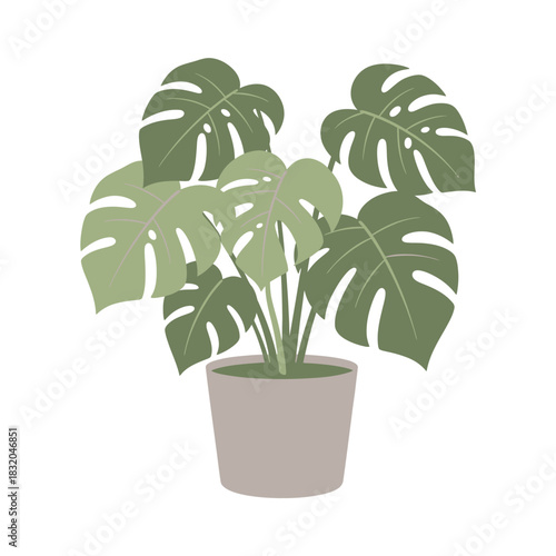 Lush potted monstera deliciosa plant illustration displaying vibrant green foliage and earthy tones