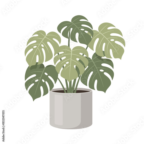 Elegant monstera deliciosa plant in a minimalist pot, evoking a sense of serenity and contemporary