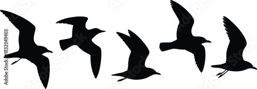 Five Silhouettes of Seagulls in Flight Against a White Background birds flying