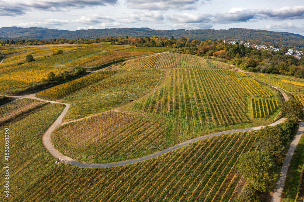 Fototapeta premium A bird's-eye view of the golden autumn foliage of the vineyards of Frauenstein in the Rheingau region.