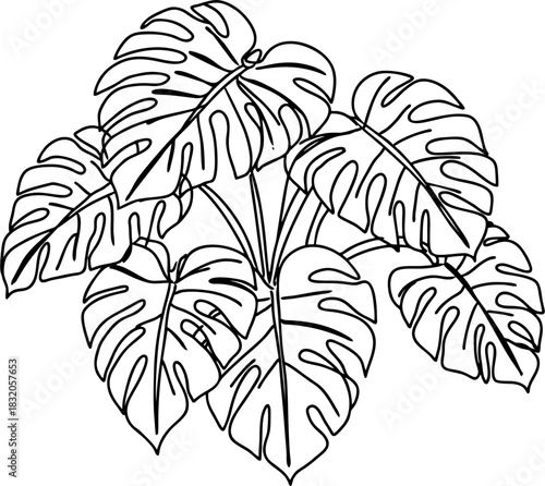 Monstera plant, a beautiful leafy tropical plant, line art illustration