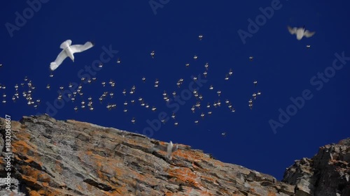 Large flock of seabirds sweeping across a deep blue sky above a rugged, lichen-streaked cliff, dispersing into scattered silhouettes in a graceful aerial migration overhead.