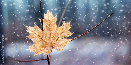 Close-up dry brown maple leaf branch first winter snowfall contrast warm autumn tones cold gloomy background snowflakes