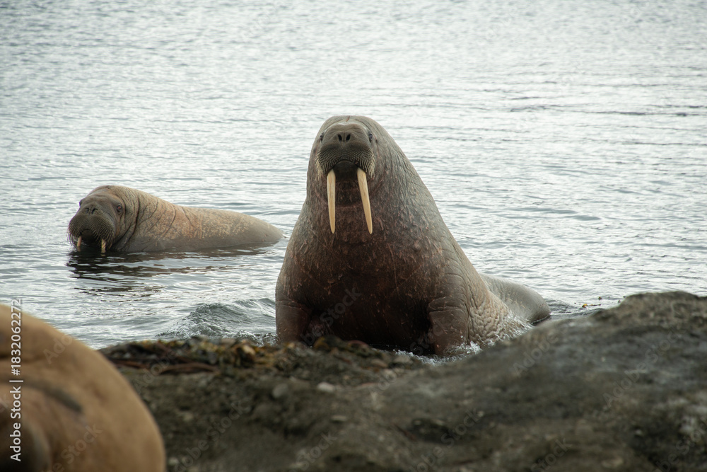 Fototapeta premium Morse, Odobenus rosmarus, Spitzberg, Svalbard, Norvège