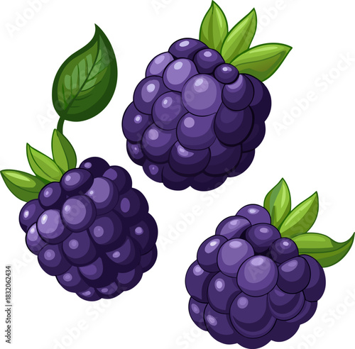 vector illustration of a blackberry
