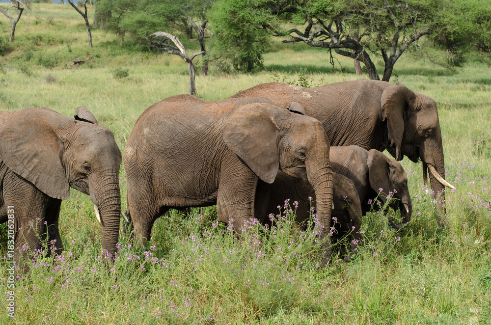 Fototapeta premium Eléphant d’Afrique