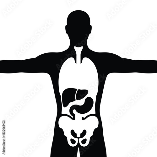 Human anatomy silhouette showing internal organs and skeleton