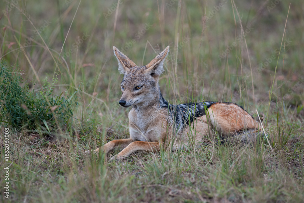 Fototapeta premium jackal in the national park Masai Mara