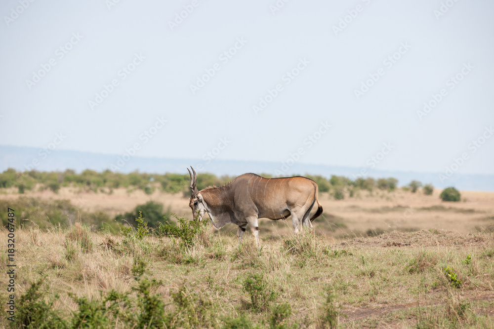 Naklejka premium Elenantelope antelope in the savannah