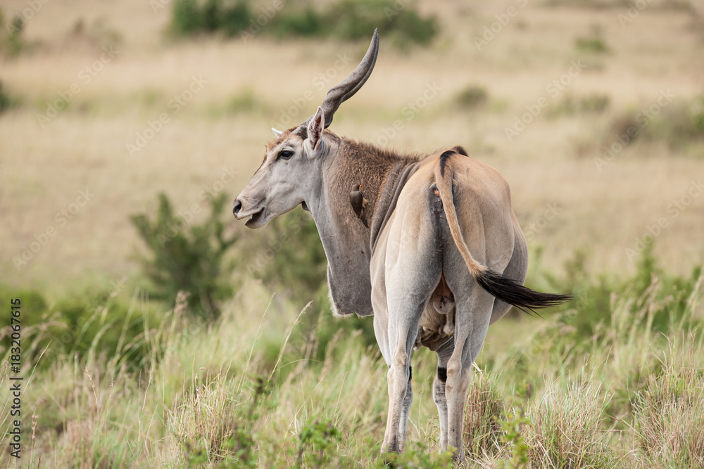Fototapeta premium Elenantelope antelope in the savannah