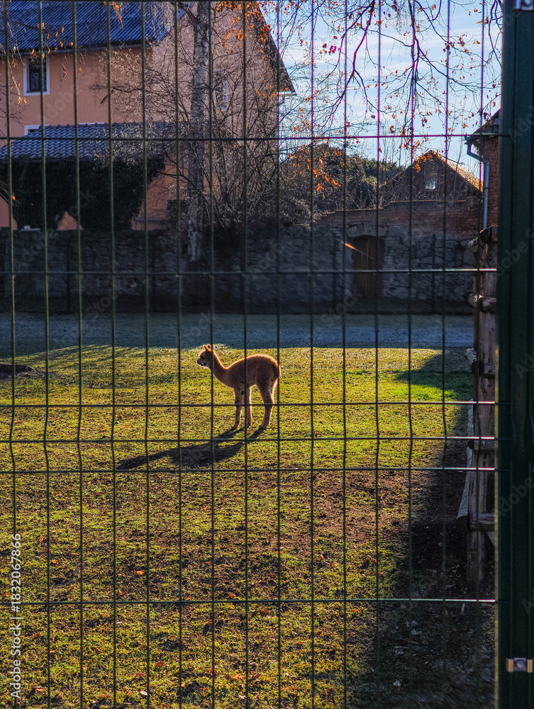 Naklejka premium Young alpaca standing backlit in a grassy enclosure at blatna castle, czechia. Observing through a fence