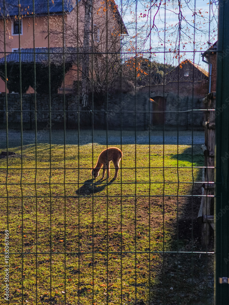 Fototapeta premium Young alpaca standing, grazing grass in a sunlit enclosure at blatna castle, czechia, viewed through a wire fence
