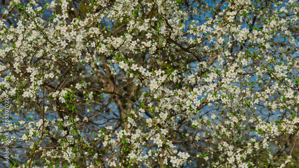 Fototapeta premium Plum tree branches covered with blossoms on a sunny day.