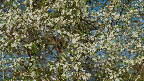 Plum tree branches covered with blossoms on a sunny day.