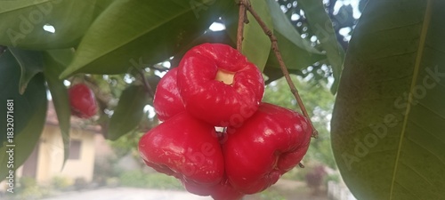 Vibrant Bunch of Fresh Rose Apples Hanging from a Tree Branch in Natural Daylight, Beautiful and Exquisite in Nature