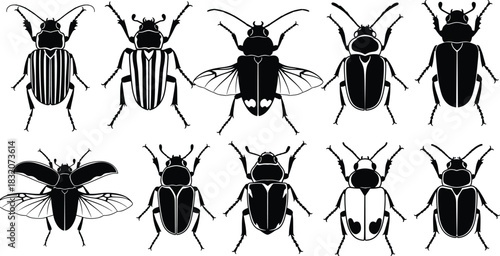 Beetle silhouette vector set, insect species collection, black and white bug illustrations, entomology icons, biological diversity, detailed beetle morphology pack