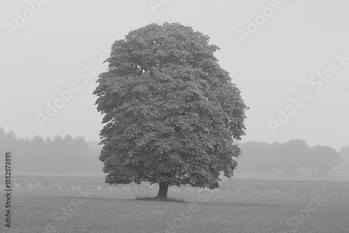 Baum im Nebel