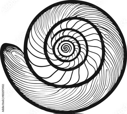 Continuous-line snail shell spiral with a clean, geometric flow