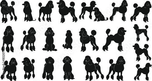 Poodle dog silhouette collection, various poses and stances, black vector icons for pet design, grooming, training, breed identification, and decoration