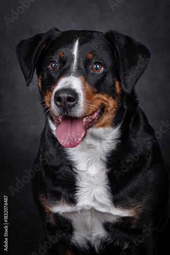 the Appenzeller dog photo portrait
