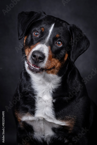 the Appenzeller dog photo portrait