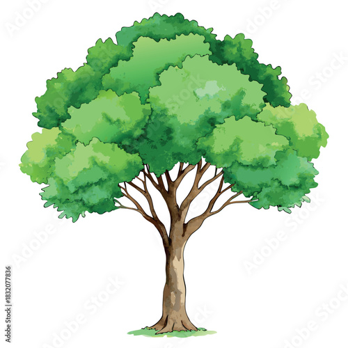 Beautiful green tree illustration with layered foliage and a textured trunk, in a clean, watercolor-style design