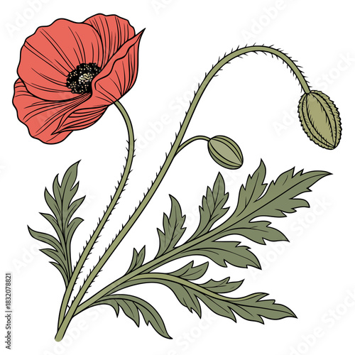 Delicate red poppy flower with unopened buds and green leaves on a white background