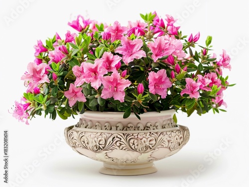 Wallpaper Mural Beautiful azalea flowers blooming in a decorative pot, enhancing home decor with vibrant colors and fresh fragrance Torontodigital.ca