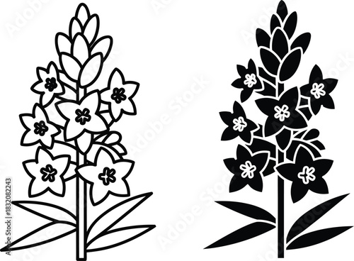 Vactor Black and white line art and silhouette of a flowering plant with star shaped blossoms